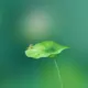 神秘人的头像