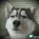 hhhhhee的头像-投影工坊