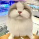 蓝胖子