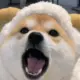 骁骁