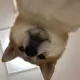 萌新