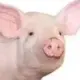 pup'p'p