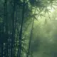 竹雨的头像-投影工坊