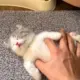 洛小小