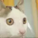 lee