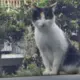 电梯杨