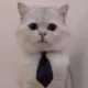 13401787529