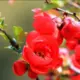 小糊涂仙