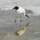 头条