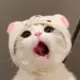 qq1067757953的头像-木叔脚本