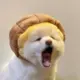 一个水瓶