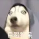 下雪的头像-投影工坊
