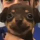 NekoCamel