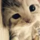 小若
