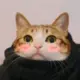 caosichunmomo