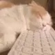 焱七