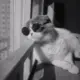 题目自拟