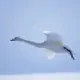 乘风