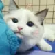 会长大人家的猫的头像-天机阁