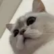 情话吖