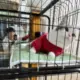ice柠檬冰冻