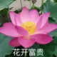 T-T666666的头像-投影工坊