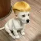 温柔被枫吹散的头像-投影工坊