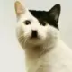 面壁绅士