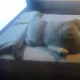 flyhuiyi