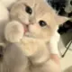妖