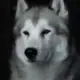 lingerx