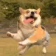 apxiaoyu