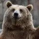 王