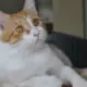 忠
