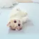 YUGYX的头像-投影工坊