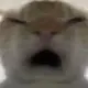 我爱冲冲冲