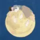 woshinibaba