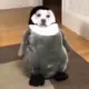 Xuxuxu