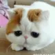 网友