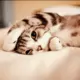 hello