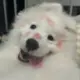 diu