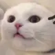 haogege