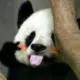 wangzai