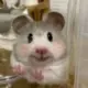 lulu