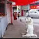 上沙滴滴