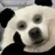 访客350的头像-投影工坊