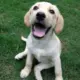 pupu