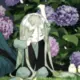 chenswd的头像-天机阁