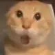 jj