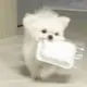 歲月留聲-魔法修狗